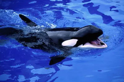 Дельфины и касатки - 56 фото: смотреть онлайн