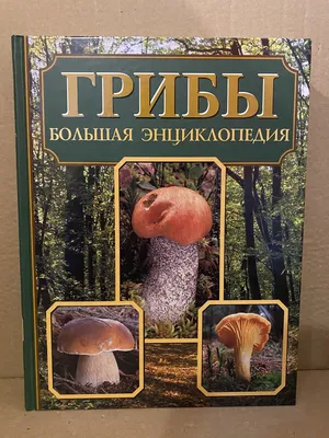 Справочник грибника – скачать книгу fb2, epub, pdf на ЛитРес