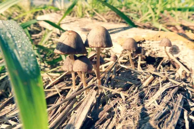 Голландские Дни Грибоводства как на ладони. Каталог и репортаж - UMDIS  Mushroom Agency