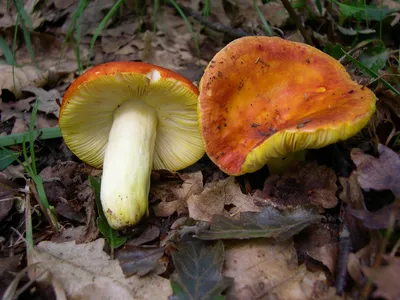 Фотокаталог грибов: Навозник навознокучевый (Coprinus sterquilinus)