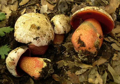 Фотообои Гигантские грибы на стену. Купить фотообои Гигантские грибы в  интернет-магазине WallArt