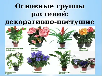 🌷 Комнатные домашние растения и цветы – фото и названия: выбираем красивые  цветы для дома