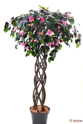 Камелия Элита розовая плетеный ствол Latex - купить в Москве |  Интернет-магазин искусственных растений Zeltta