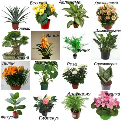 Комнатные растения - 100 самых полезных, каталог с названиями и описанием