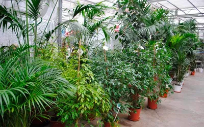 Энциклопедия декоративно-лиственных комнатных растений", цена 145 грн,  купить на  • 