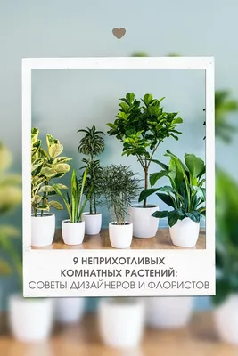 Cтраница интернет-магазина домашних растений | Figma Community