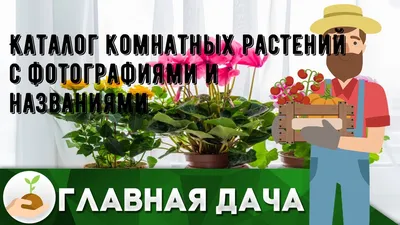 Интерьерные растения, купить комнатные растения в горшках / Geo Glass