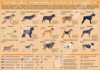 Карточки Домана "Породы собак" на укр. Вундеркинд с пеленок - Карточки  Домана