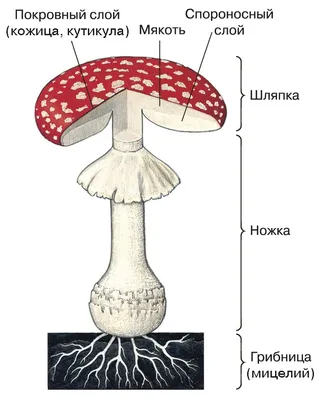 Съедобные грибы: названия, фото, как отличить от несъедобных | РБК Life