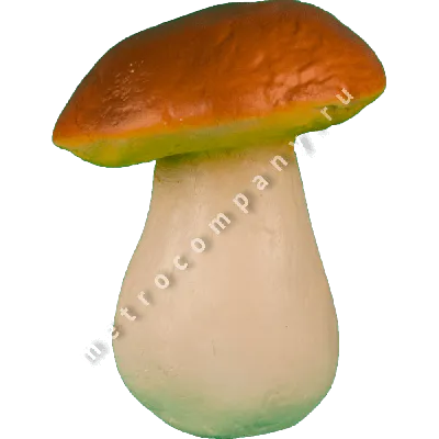 Белые грибы: полезные свойства, противопоказания, рецепты для применения