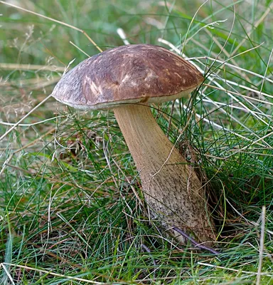 Каталог съедобных грибов картинки