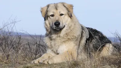 Кавказских собак 