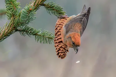 Кедровка (Nucifraga caryocatactes). Птицы Сибири.