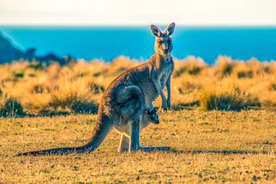 Фото Кенгуру с кенгуренком в сумке на природе (Australia), by catdragon4