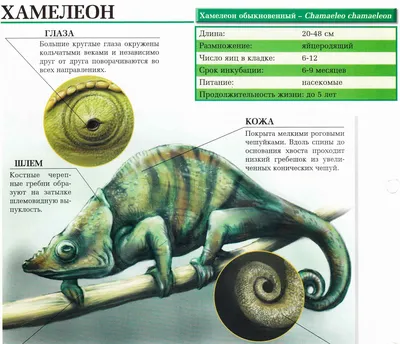 Как содержать хамелеона в домашних условиях - Зоомагазин MasterZoo