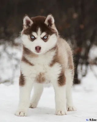 хаски (husky, сибирская хаски, сибирский хаски, ) :: белый :: живность ::  собака (собакен, собакены, собаки, щенки, щенок, собака, пёсель, пёс,  пёсики ) / смешные картинки и другие приколы: комиксы, гиф анимация, видео,  лучший интеллектуальный юмор.