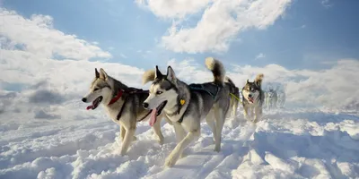 10 Reasons To Buy A Husky - Interesting facts! - YouTube