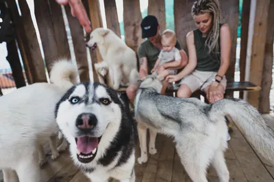 НГ :: хаски (husky, сибирская хаски, сибирский хаски, ) :: праздник :: фото  :: собакены / смешные картинки и другие приколы: комиксы, гиф анимация,  видео, лучший интеллектуальный юмор.