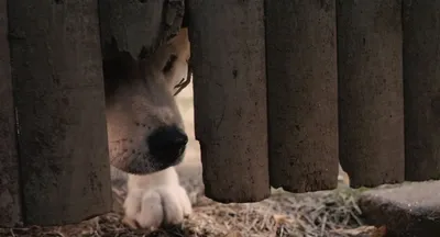 Хатико Самый верный друг / Hachiko: A Dog's Story (2009, фильм) - «Самый  верный друг» | отзывы