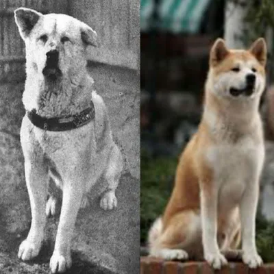 Хатико Самый верный друг / Hachiko: A Dog's Story (2009, фильм) - «Фильм,  который заставил меня реветь.. Хатико:(» | отзывы