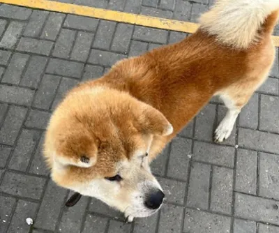 Фото: Хатико: самый верный друг (Hachiko: A Dog's Story) | Фото 9