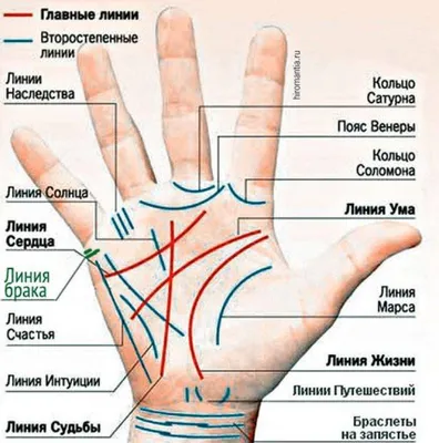 Гадание по руке: как считывать линии и знаки на ладони? Хиромантия для  начинающих | Лисичка | Дзен