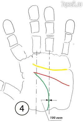 Линия счастья и таланта или Аполлона на руке значение (9 фото) - Первый  Астрологический