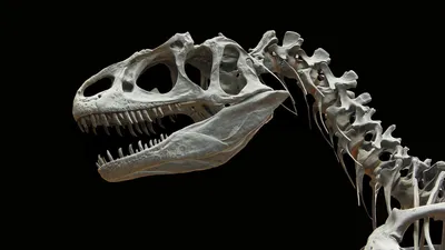 Набор Schleich Пернатые хищники-динозавры 42347 от Schleich за 2 409 руб.  Купить на 