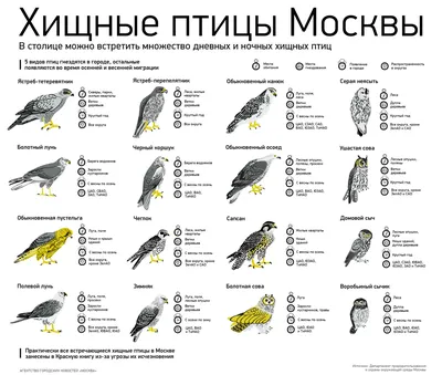 Хищные птицы лесов - 66 фото