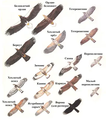 Записки астраханского натуралиста. Хищные птицы. Канюки