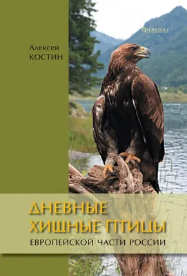 Хищные птицы парят над заказником «Кирзинский» — Объединённая дирекция  заповедника «Саяно-Шушенский» и национального парка «Шушенский бор»