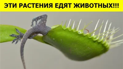 Вымирающие растения