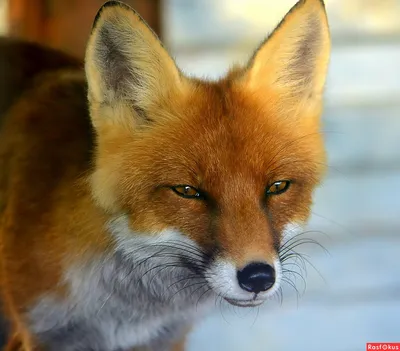 Действительно ли лисы хитрые, как в сказках? Интеллект лис | Пикабу