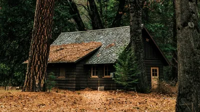 Хижина в лесу - красивые картинки (70 фото)