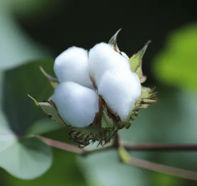 Cotton painting, Mural, Botanical art