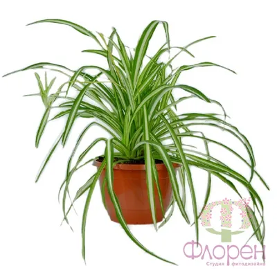 Хлорофитум хохлатый (Chlorophytum comosum)