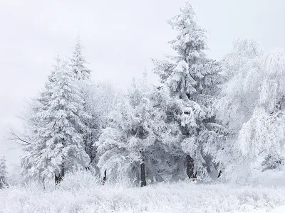 Хочу снега картинки