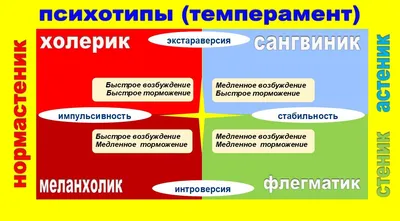 Самый редкий и самый распространенный темперамент | Особенности и статистика