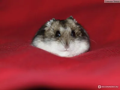 Chubby hamster with hands in his mouth coloring page