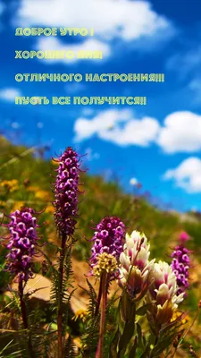 Хорошего дня и отличного настроения прикольные картинки (77 лучших фото)