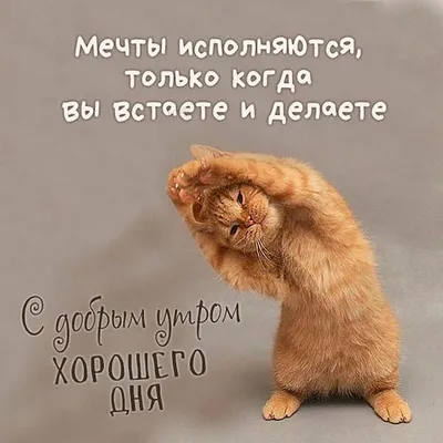 Позитивные открытки "Доброго дня!" (232 шт.)