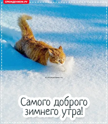 Открытка "Самого доброго зимнего утра", с котом в сугробе • Аудио от  Путина, голосовые, музыкальные