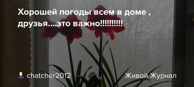 Хорошей вам погоды в доме. Уюта, света и тепла...☕ | Интересный контент в  группе ЭКСКЛЮЗИВ | Gold bracelet, Holiday coffee, Tea