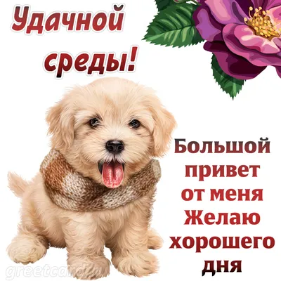 Pin by Marina on Мир позитива и Хорошего настроения! | Animals