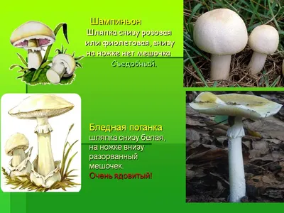 Осенние грибы / Виды осенних грибов / Прогулка в лесу - YouTube