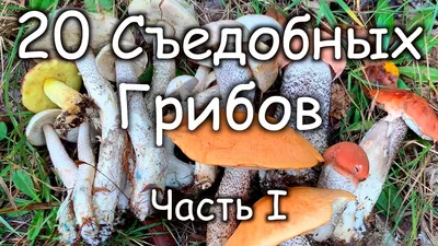 Рядовка: описание гриба, где растет, виды, съедобность, как отличить от  ядовитого