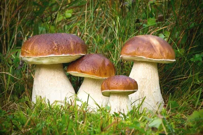 Много грибов, хороших и разных