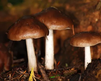 Хорошие грибы или ненужные "обабки"? Подберезовики обыкновенные | Книга  Грибов | Дзен