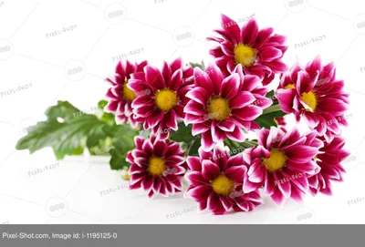 красивые цветы хризантемы, изолированные на белом :: Стоковая фотография ::  Pixel-Shot Studio