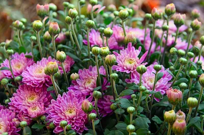 Картина на холсте Астры и хризантемы красивые цветы эстетика природа (1)  20х30 см - купить по низкой цене в интернет-магазине OZON (1180995981)